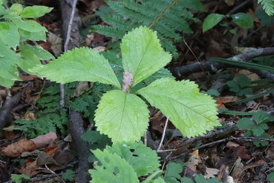 Chloranthus quadrifolius, photographed by Nina Filippova