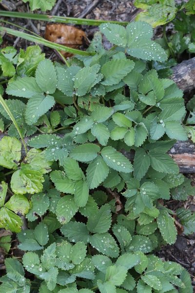 Potentilla centigrana, photographed by Nina Filippova