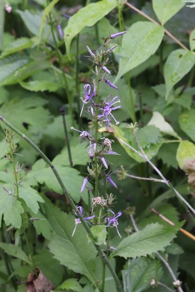 Asyneuma japonicum, photographed by Nina Filippova