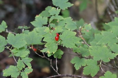 Ribes maximoviczianum, photographed by Nina Filippova