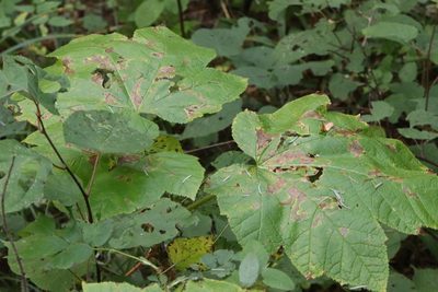 Oplopanax elatus, photographed by Nina Filippova
