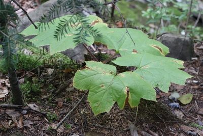 Oplopanax elatus, photographed by Nina Filippova