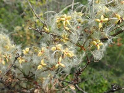 Clematis flammula, photographed by Josip Skejo