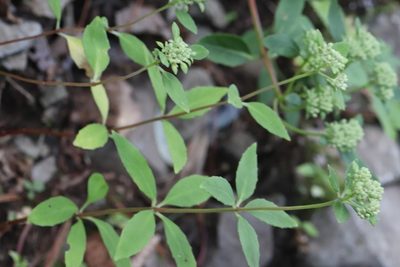 Hylotelephium viviparum, photographed by Nina Filippova