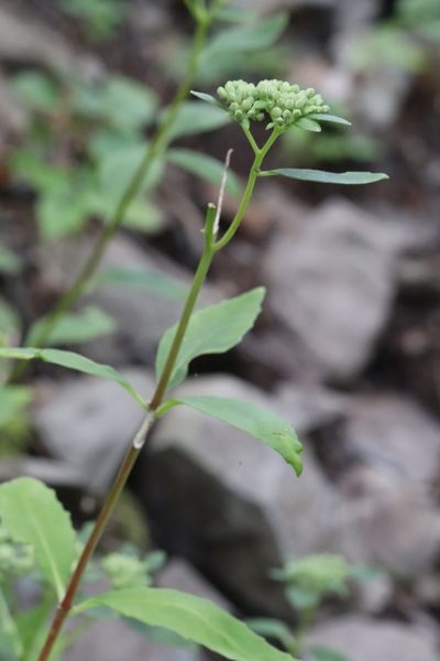 Hylotelephium viviparum, photographed by Nina Filippova