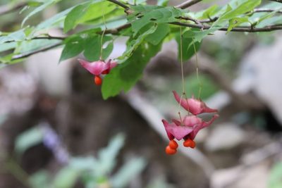 Euonymus macropterus, photographed by Nina Filippova