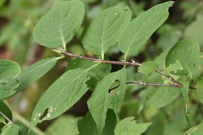 Euonymus macropterus, photographed by Nina Filippova