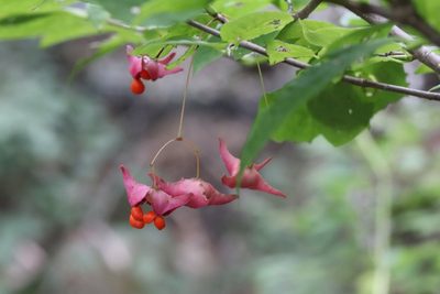 Euonymus macropterus, photographed by Nina Filippova
