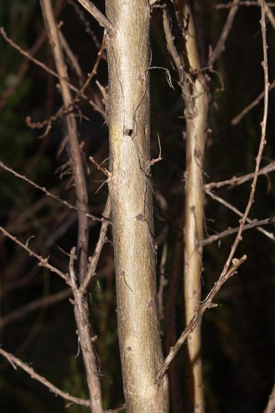 Aspalathus fourcadei, photographed by Brian du Preez