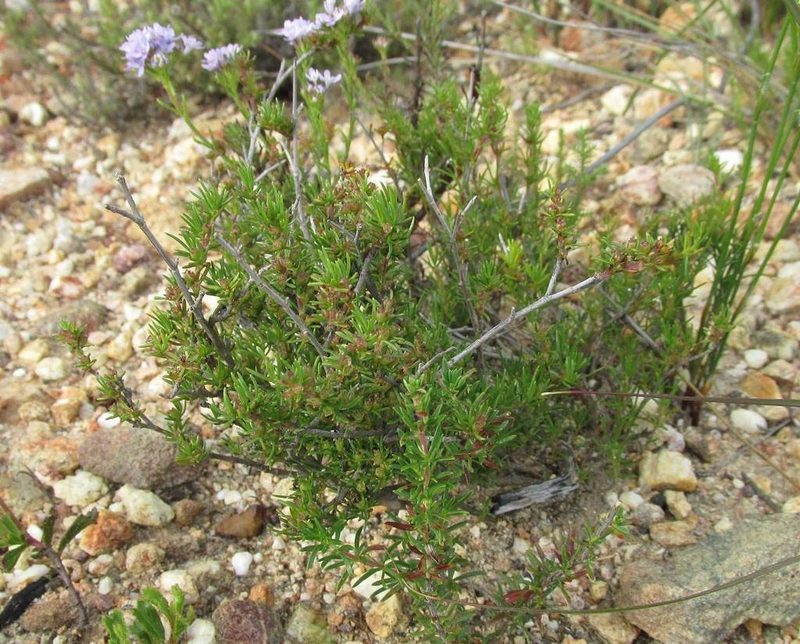 Nenax divaricata, photographed by douglaseustonbrown