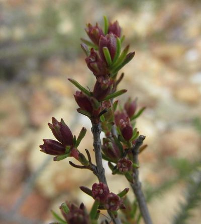 Nenax divaricata, photographed by douglaseustonbrown