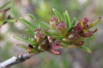 Nenax divaricata, photographed by douglaseustonbrown