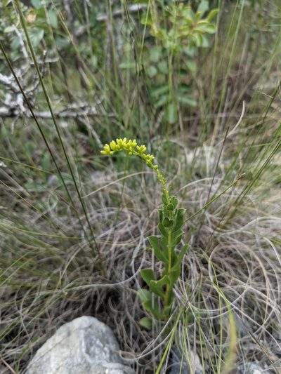 Solidago radula, photographed by Cleveland Powell