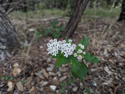 Asclepias texana, photographed by Cleveland Powell