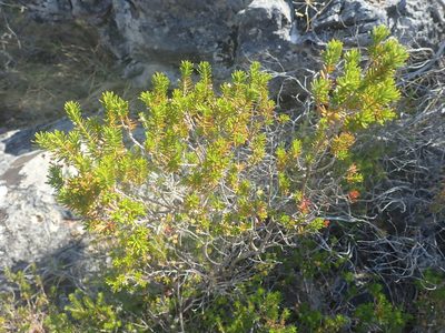 Erica manipuliflora, photographed by Josip Skejo