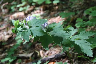 Aconitum axilliflorum, photographed by Nina Filippova