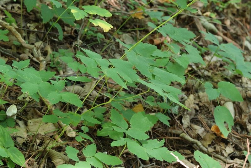 Thalictrum tuberiferum, photographed by Nina Filippova