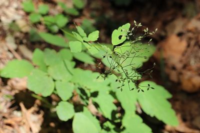 Thalictrum tuberiferum, photographed by Nina Filippova