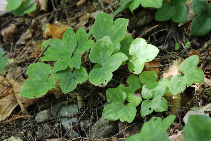 Hepatica asiatica, photographed by Nina Filippova
