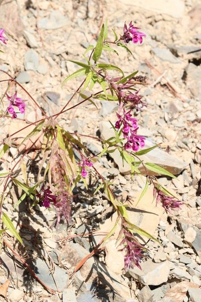 Melampyrum setaceum, photographed by Nina Filippova