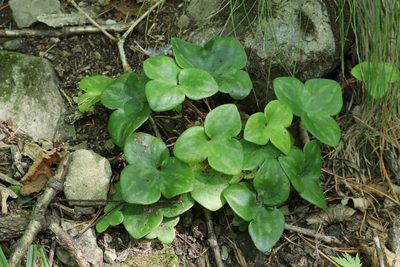 Hepatica asiatica, photographed by Nina Filippova