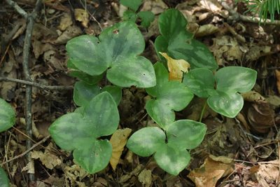 Hepatica asiatica, photographed by Nina Filippova