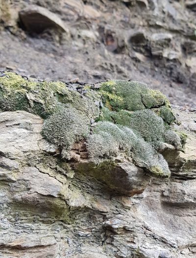 Coscinodon cribrosus, photographed by Helen Waterman