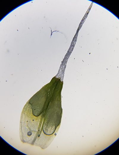 Coscinodon cribrosus, photographed by Helen Waterman