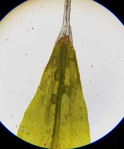 Coscinodon cribrosus, photographed by Helen Waterman