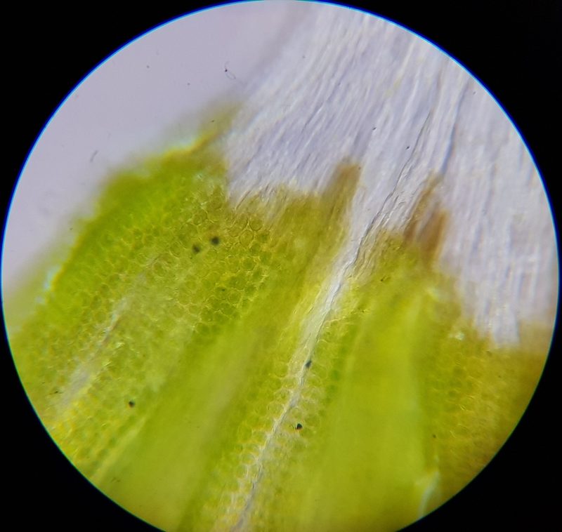 Coscinodon cribrosus, photographed by Helen Waterman