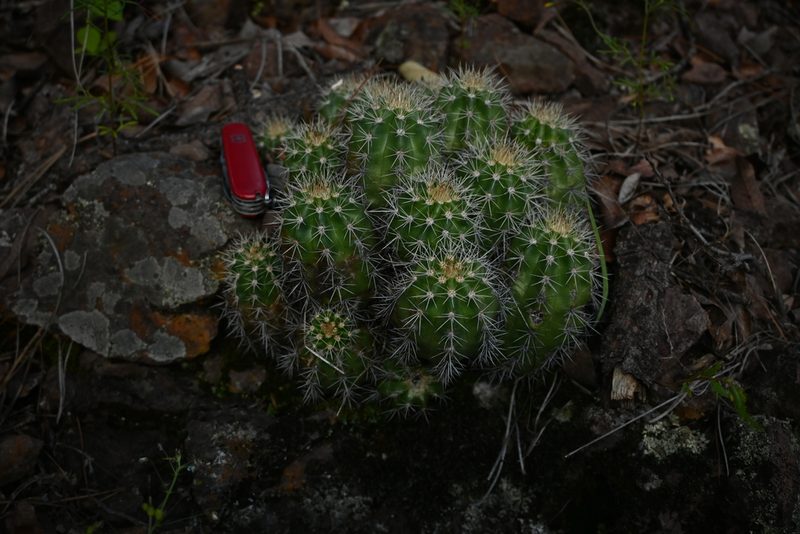 Echinocereus salm-dyckianus, photographed by Dante S. Figueroa