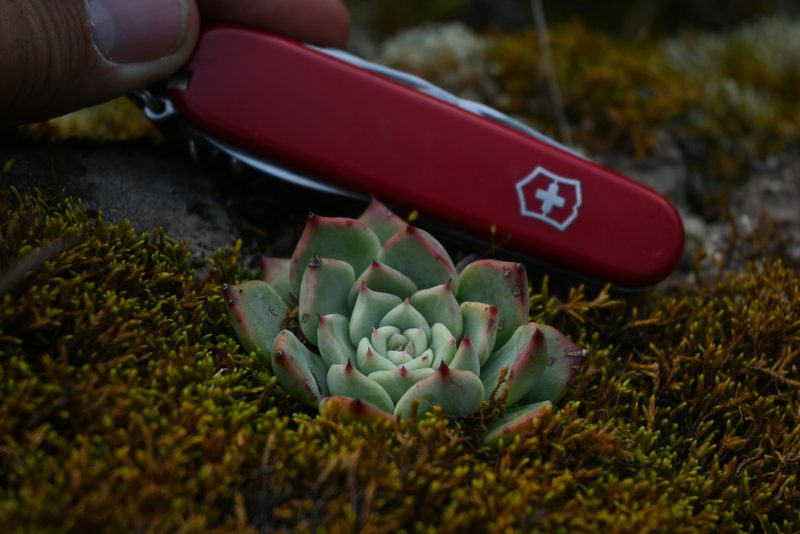 Echeveria chihuahuaensis, photographed by Dante S. Figueroa