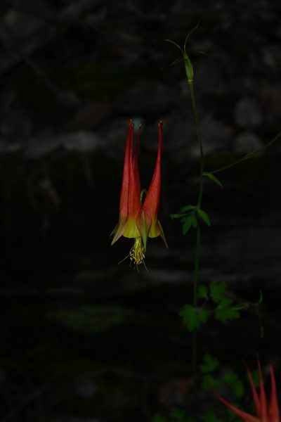 Aquilegia skinneri, photographed by Dante S. Figueroa