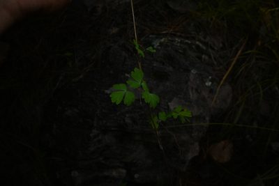 Aquilegia skinneri, photographed by Dante S. Figueroa