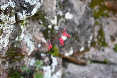 Heuchera sanguinea, photographed by Dante S. Figueroa