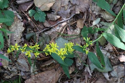Solidago decurrens, photographed by Nina Filippova