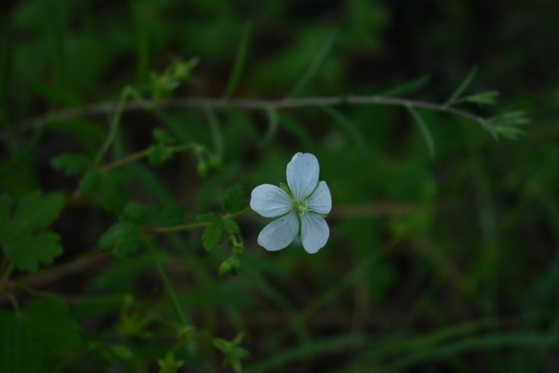 Geranium wislizeni, photographed by Dante S. Figueroa