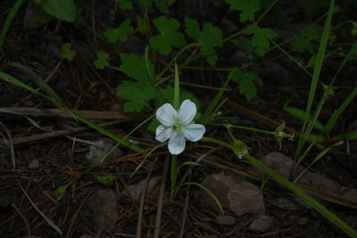 Geranium wislizeni, photographed by Dante S. Figueroa