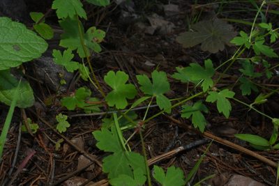 Geranium wislizeni, photographed by Dante S. Figueroa