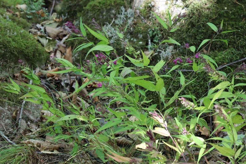 Melampyrum setaceum, photographed by Nina Filippova