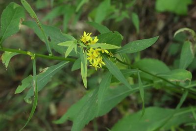Solidago decurrens, photographed by Nina Filippova