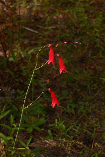 Penstemon wislizeni, photographed by Dante S. Figueroa