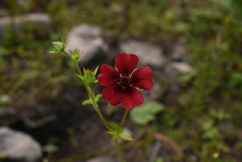Potentilla thurberi, photographed by Dante S. Figueroa