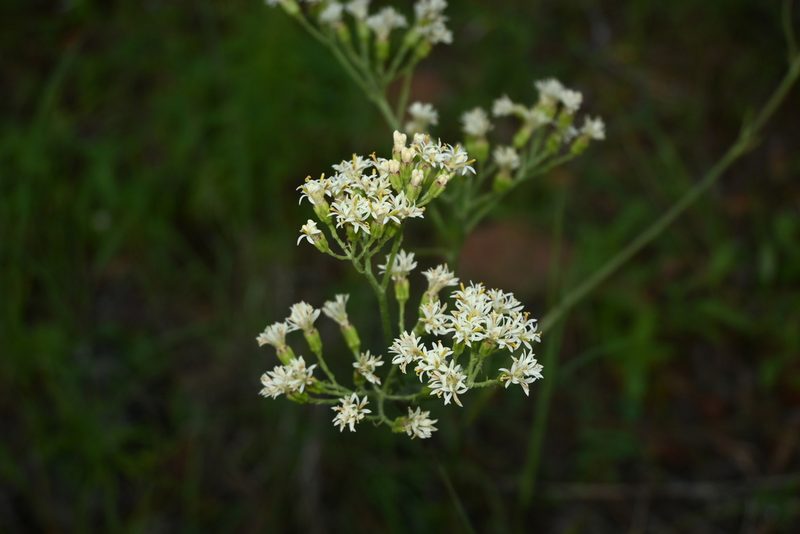 Psacalium decompositum, photographed by Dante S. Figueroa