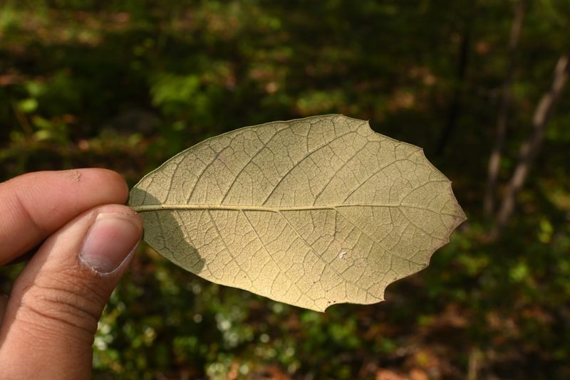 Quercus sideroxyla, photographed by Dante S. Figueroa