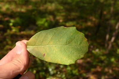 Quercus sideroxyla, photographed by Dante S. Figueroa
