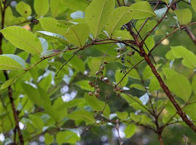 Toxicodendron vernix, photographed by Christine Young