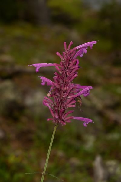 Agastache pallida, photographed by Dante S. Figueroa