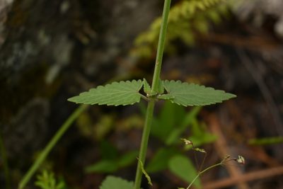 Agastache pallida, photographed by Dante S. Figueroa