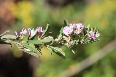Lespedeza juncea, photographed by Nina Filippova